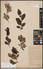 Foto von Salix aurita L. x Salix silesiaca Willd.